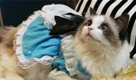 布偶猫是不是容易抓老鼠