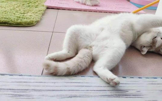 小猫咪应激反应症状