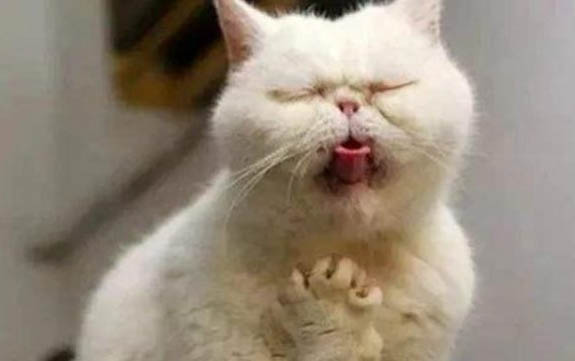 猫咪呕吐黄水没精神不吃东西怎么办