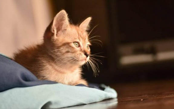 猫咪不吃饭没精神?这些原因你知道吗?