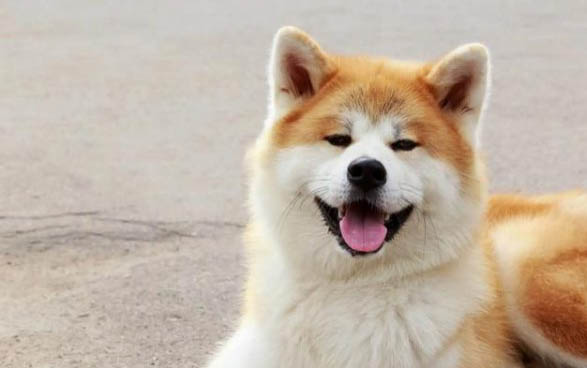 日本秋田犬打嗝怎么办