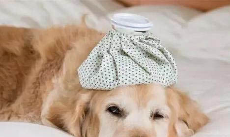 棉花面纱犬哪里有卖