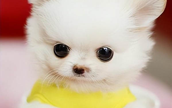 茶杯犬和博美犬哪个好养