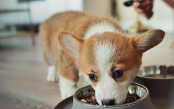 成犬犬一天吃多少狗粮