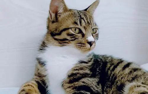 刚出生的中国狸花猫怎么护理