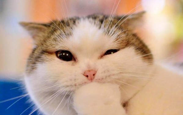 小猫咪偶尔打喷嚏有眼屎是怎么了