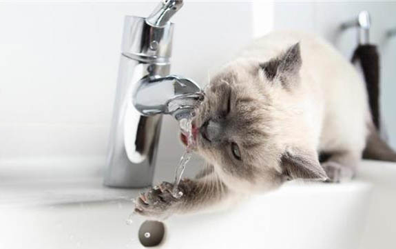 猫咪是不是快生了一直叫