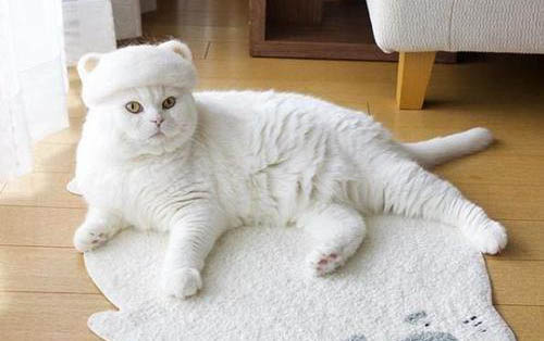 猫咪打针应该打什么部位