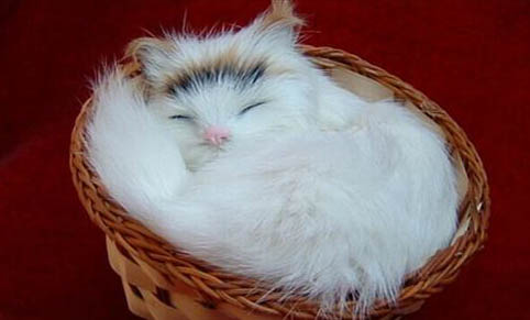 属鼠人养猫的大忌是什么