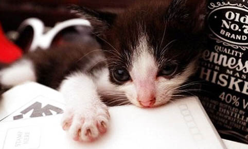 猫咪品种有哪些
