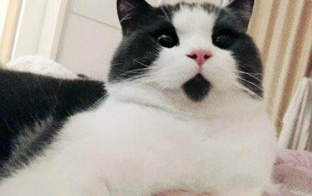 猫咪几岁算成年?