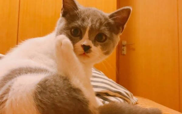 请问猫咪呕吐的原因及处理方法?