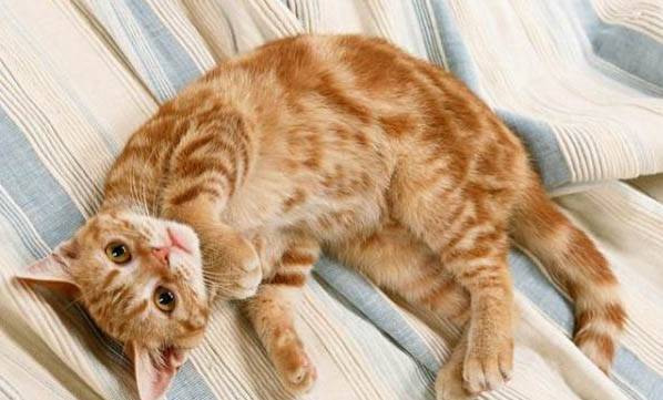 有没有不掉毛的猫,如何减少猫咪的掉毛