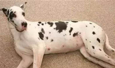 如何确诊狗狗是否犬窝咳?