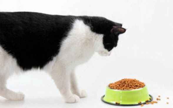 猫猫吃完猫仔呕吐的原因及处理方法