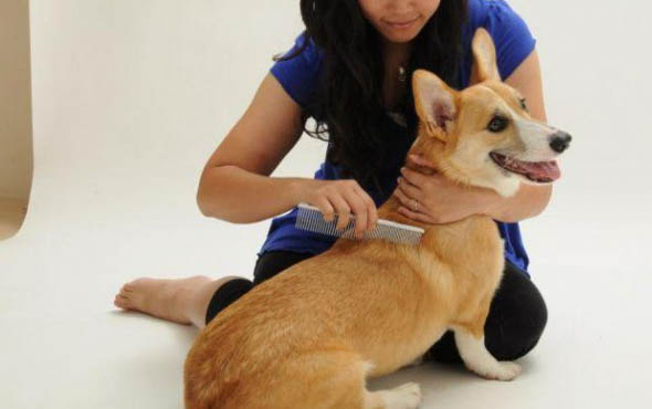 金毛犬咳嗽怎么办?——找到原因对症下药
