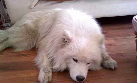 犬瘟狗狗多久会有抗体啊