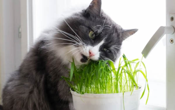 小猫肚子一抽一抽的喘气费劲是什么原因