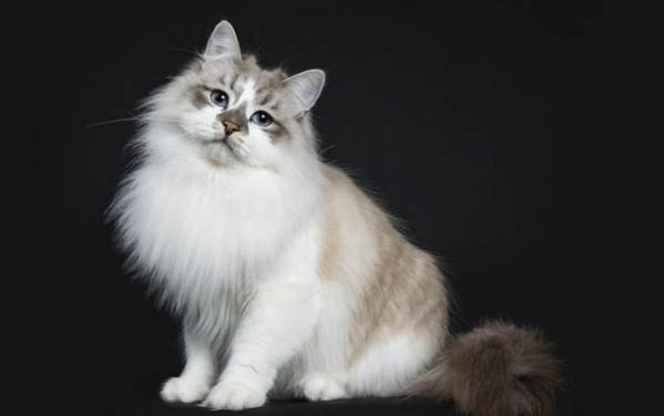 猫舍的猫哪里来的