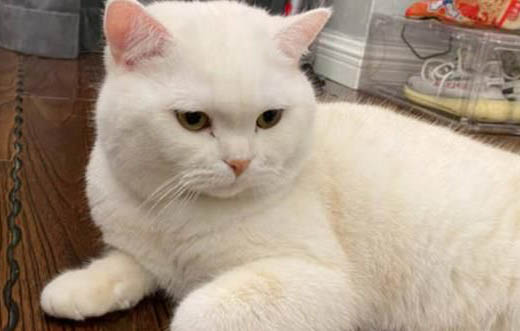 猫打了疫苗为什么还会得猫瘟