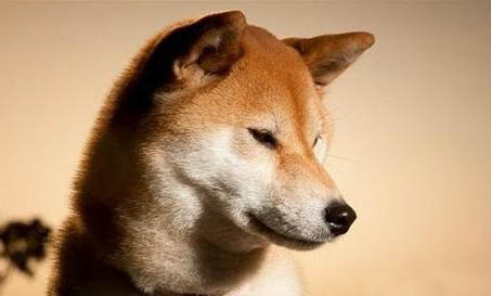 秋田犬能活多久的寿命