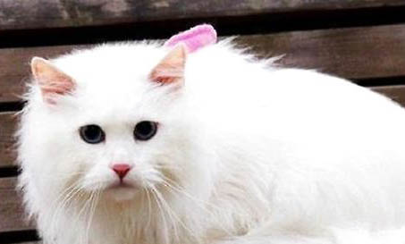 猫咪得口炎会很痛苦吗