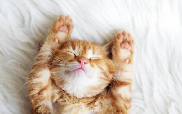 猫和狗哪个聪明
