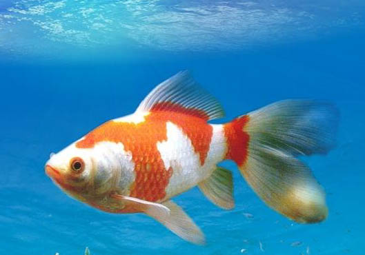 草金鱼3厘米长一年能长多大？