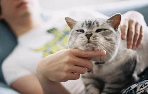 请问猫咪呕吐的原因及处理方法?