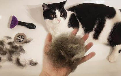 猫咪可以吃芒果吗?