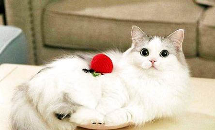 世界上最贵的布偶猫，价值87万的布偶猫不存在