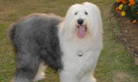 瑞士牧羊犬和德国牧羊犬哪个好