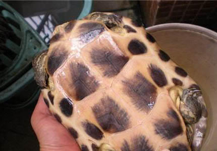 中华花龟能活多少年