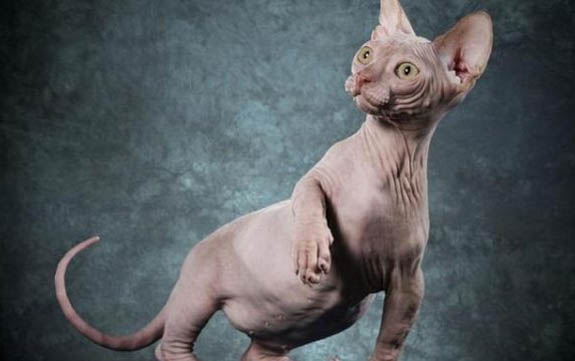 母乳喝不完可以给猫喝吗
