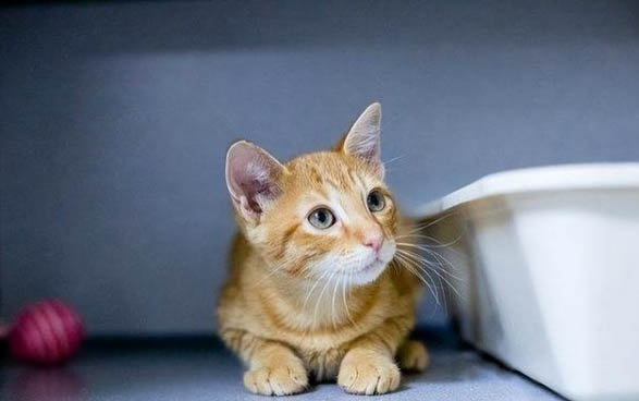 猫咪故意在床上小便的原因