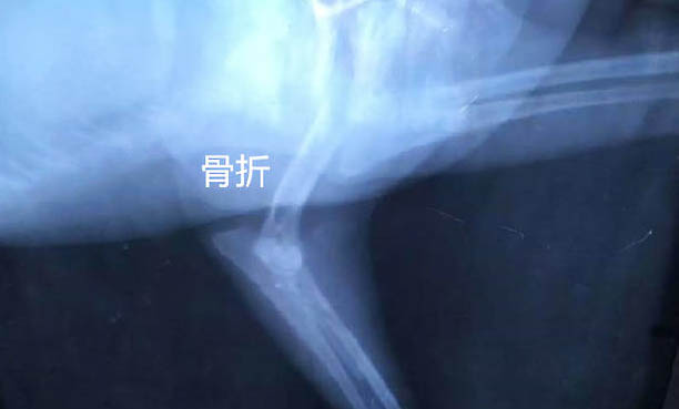 狗狗不可以吃的东西有哪些
