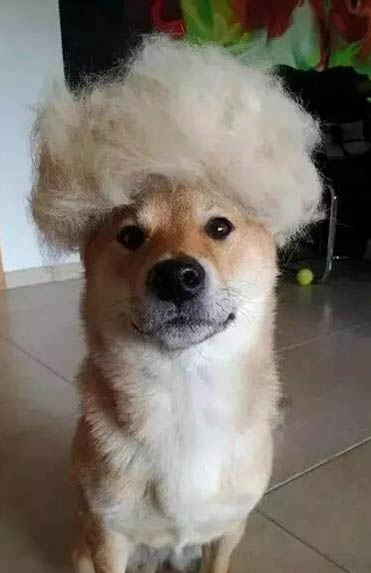 狗狗老是舔自己的爪子是怎么回事