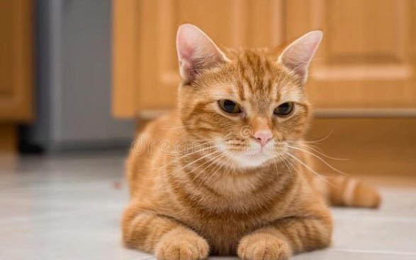 怎样给小猫洗澡简单方法