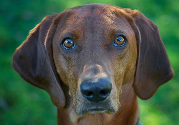 黑褐猎浣熊犬眼睛有眼屎的原因及处理方法