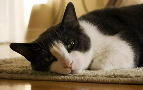 猫咪打喷嚏流泪但是精神状态很好