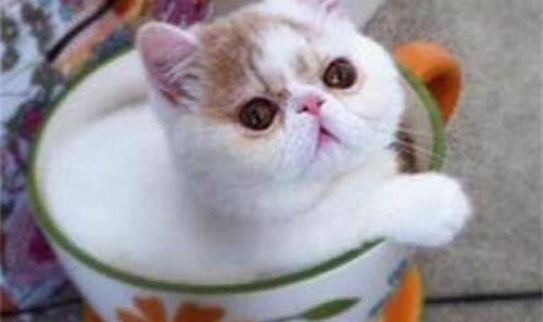 茶杯猫多少钱一只呢