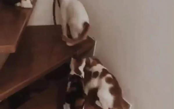 猫咪爪子发白是怎么回事