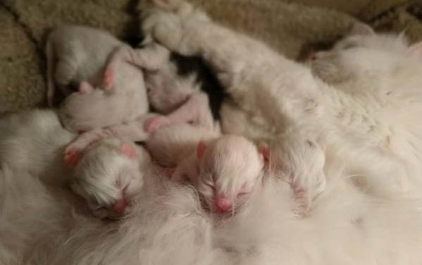 两个月小猫身上臭臭的
