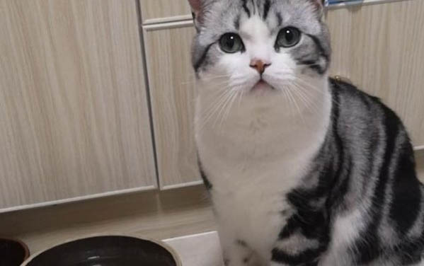 猫流口水透明没味道