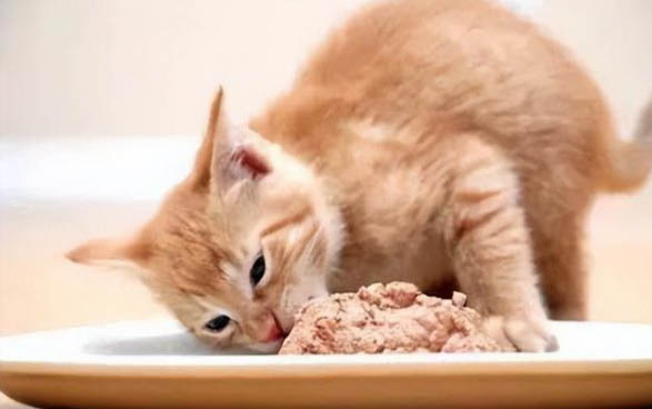 猫不吃饭只喝水能活几天