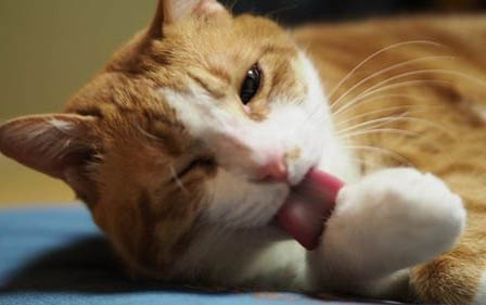 猫咪能吃火腿肠么