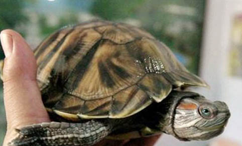 巴西龟养在家里的危害