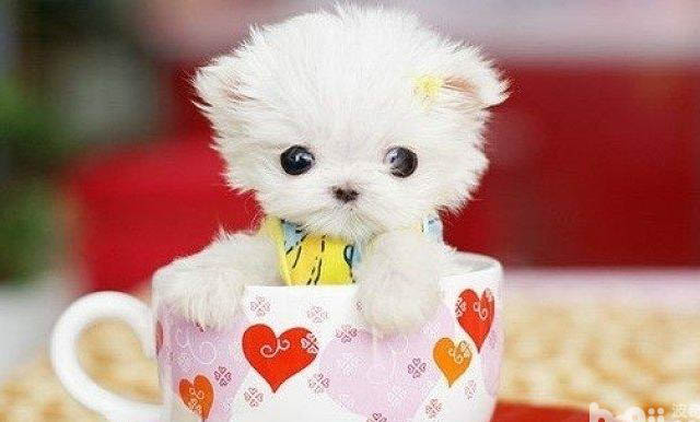 白色的茶杯犬价格是多少