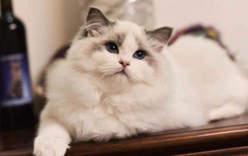 小猫三联每年都要打吗