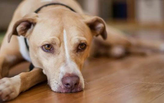 狗狗打完狂犬疫苗后多久能洗澡